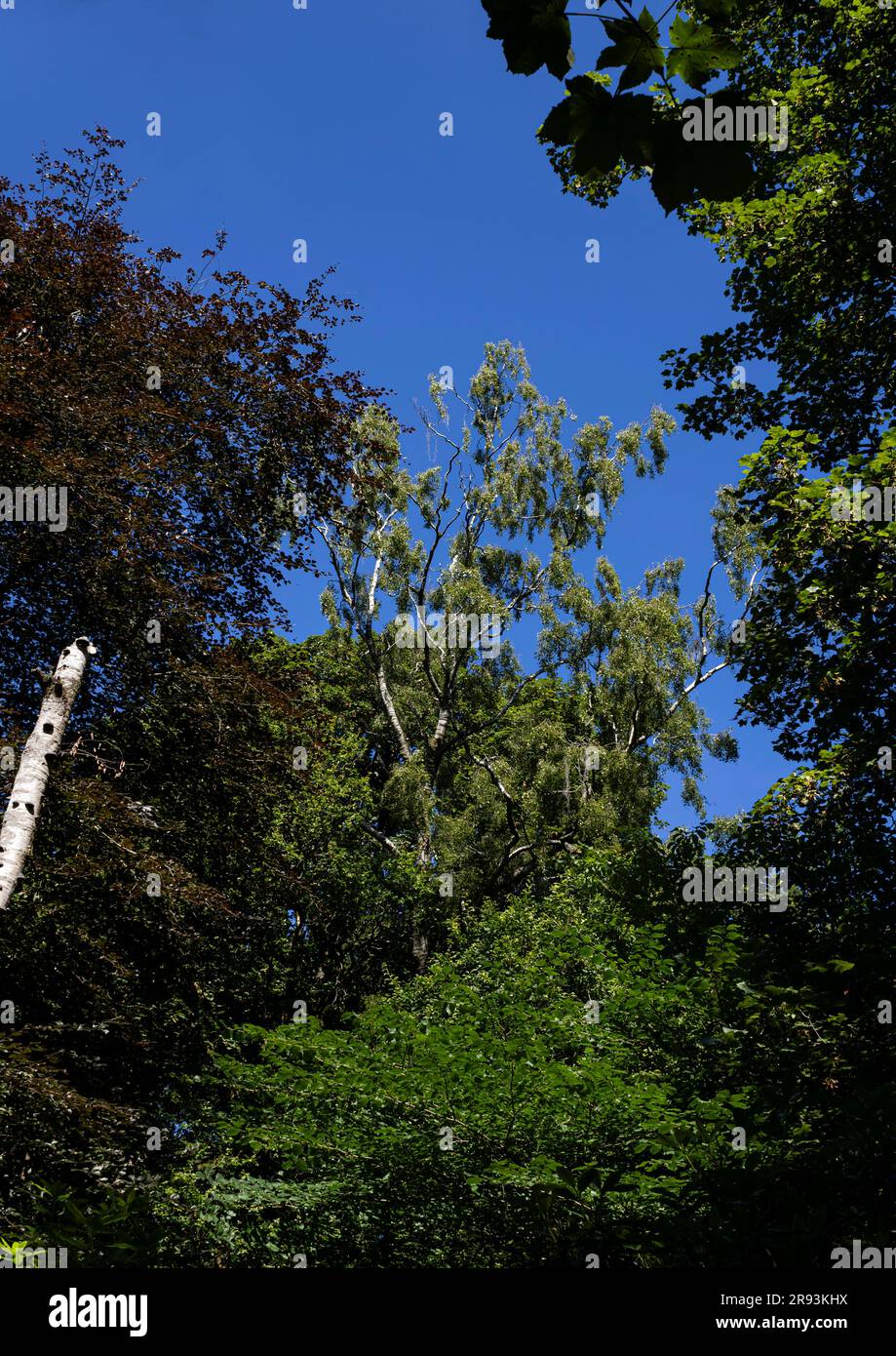 Guarda in alto - alberi e cielo blu Foto Stock