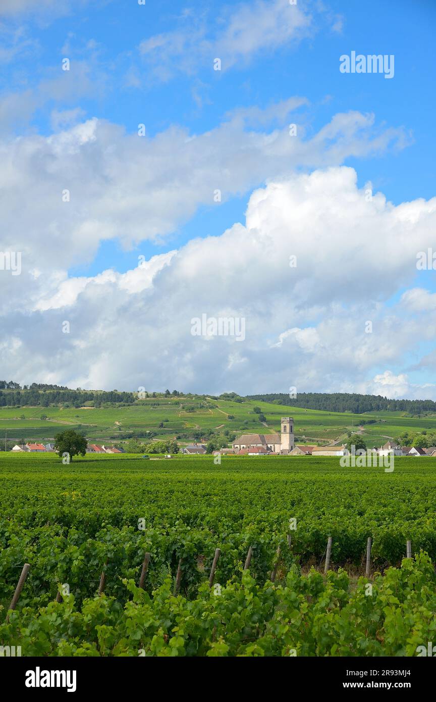 I famosi vigneti intorno alla città di Pommard (Route des Grands Crus), Borgogna FR Foto Stock