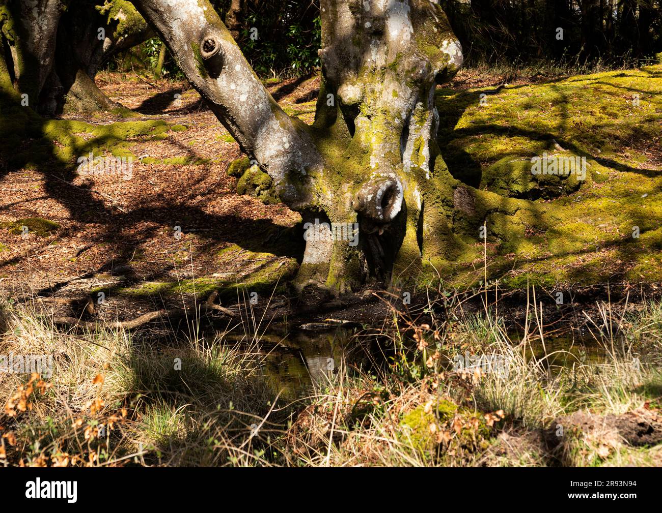 Ombra - natura - alberi Foto Stock