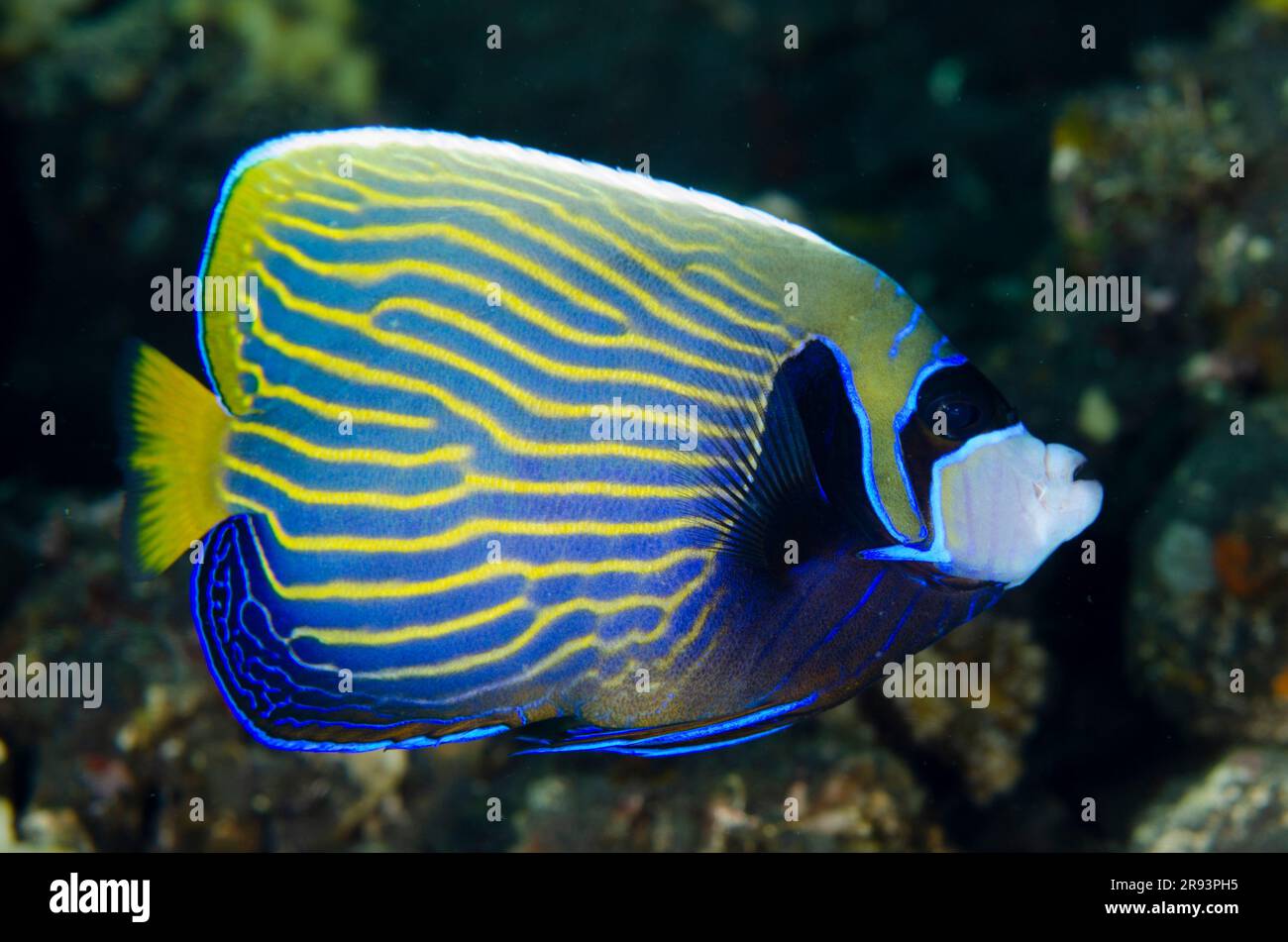 Sub-adulti Imperatore Angelfish, imperatore di Pomacanthus, sito di immersione del Giardino dei Coralli, Tulamben, Reggenza di Karangasem, Bali, Indonesia Foto Stock