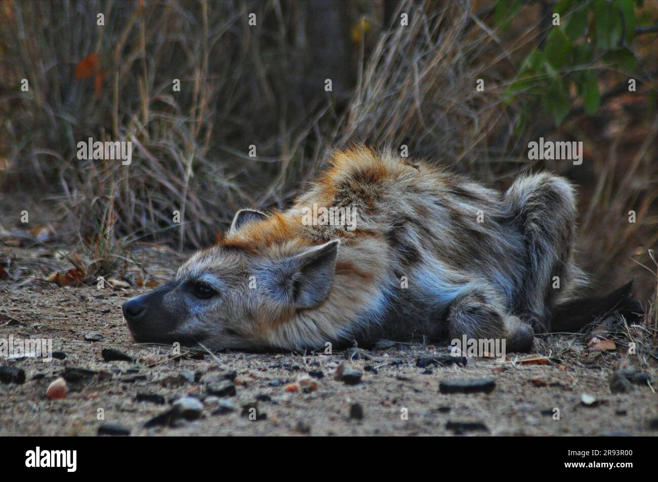 Il Kruger National Park in Sud Africa è il paradiso per la conservazione e il punto di riferimento turistico con un'incredibile diversità di fauna selvatica Foto Stock