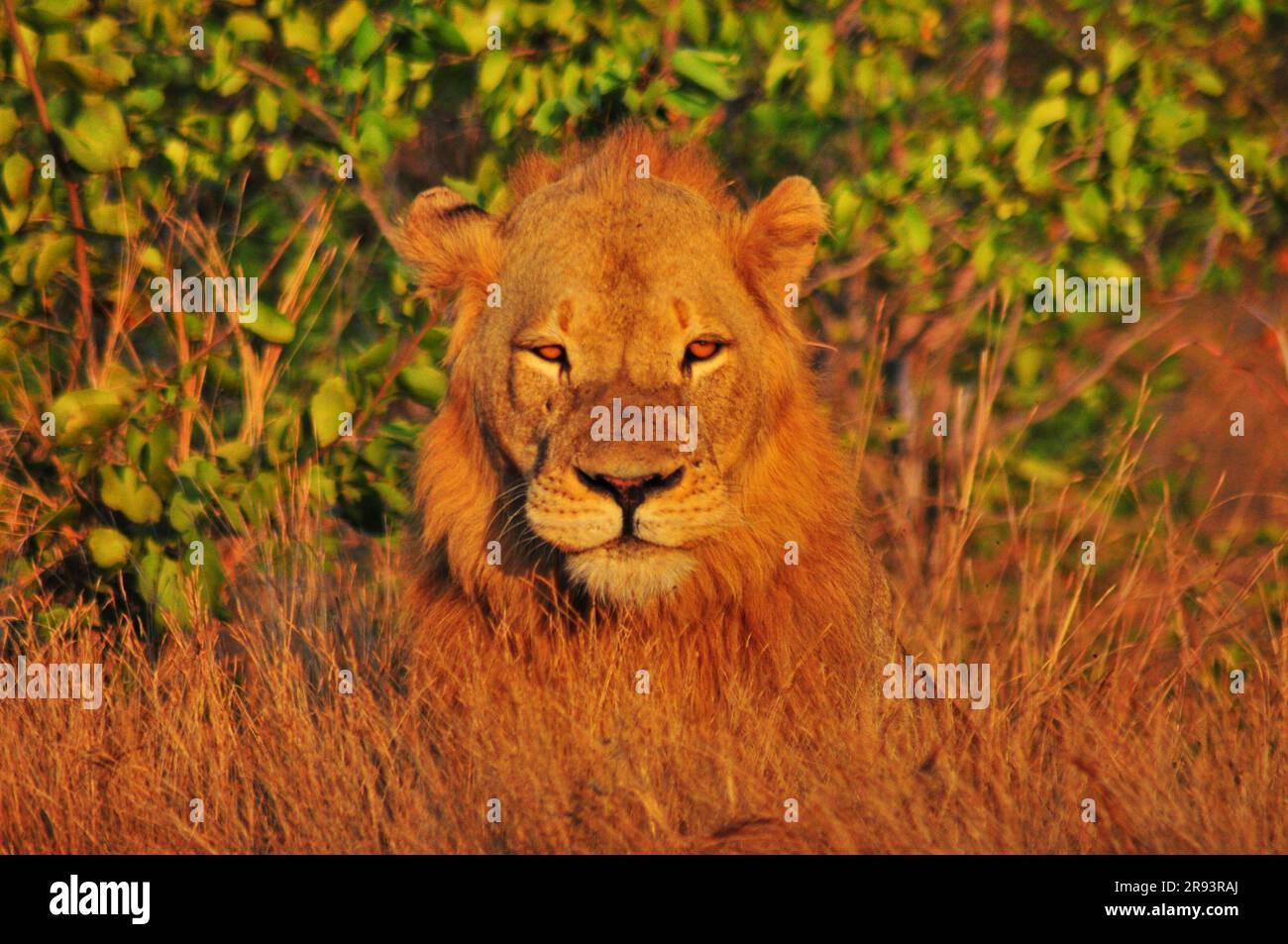 Un enorme leone maschio e una leonessa avvistati riposano sul lato di una strada nel Parco Nazionale di Kruger in preparazione di una caccia al crepuscolo Foto Stock