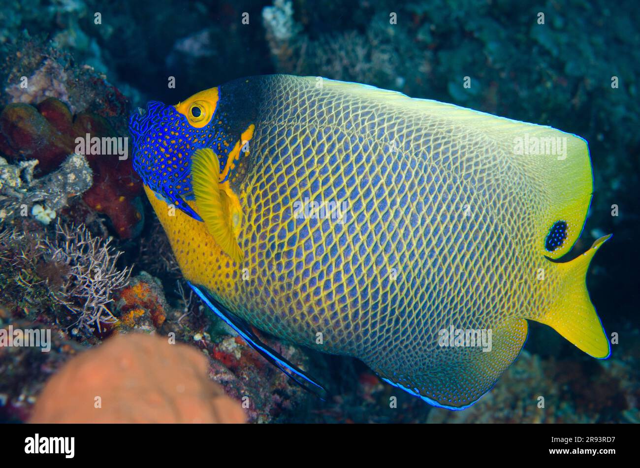 Yellowmask Angelfish, Pomacanthus xanthometopon, Wreck Dropoff Dive Site, Tulamben, Karangasem Regency, Bali, Indonesia Foto Stock