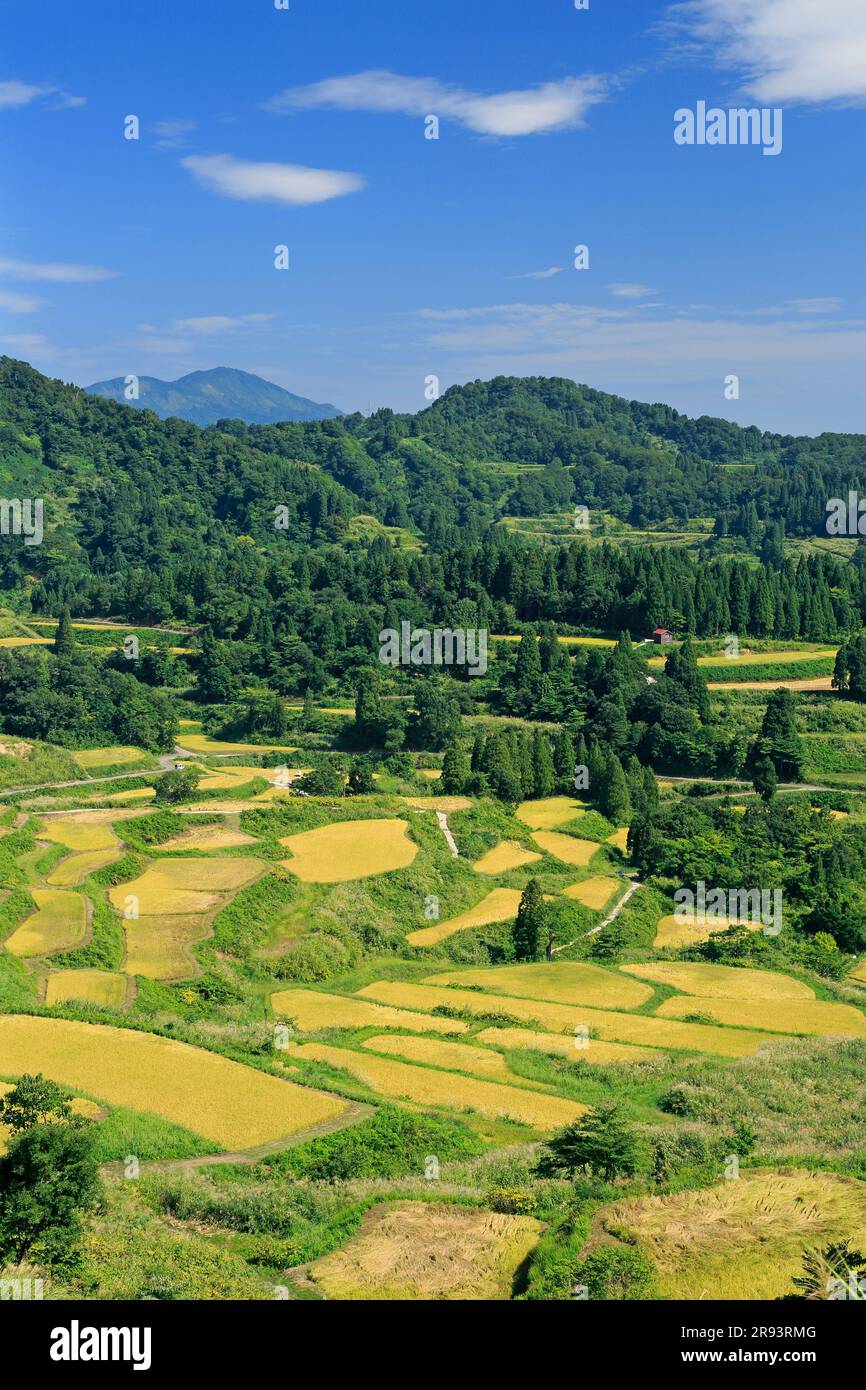 Campi di riso terrazzati a Hoshitoge in autunno Foto Stock