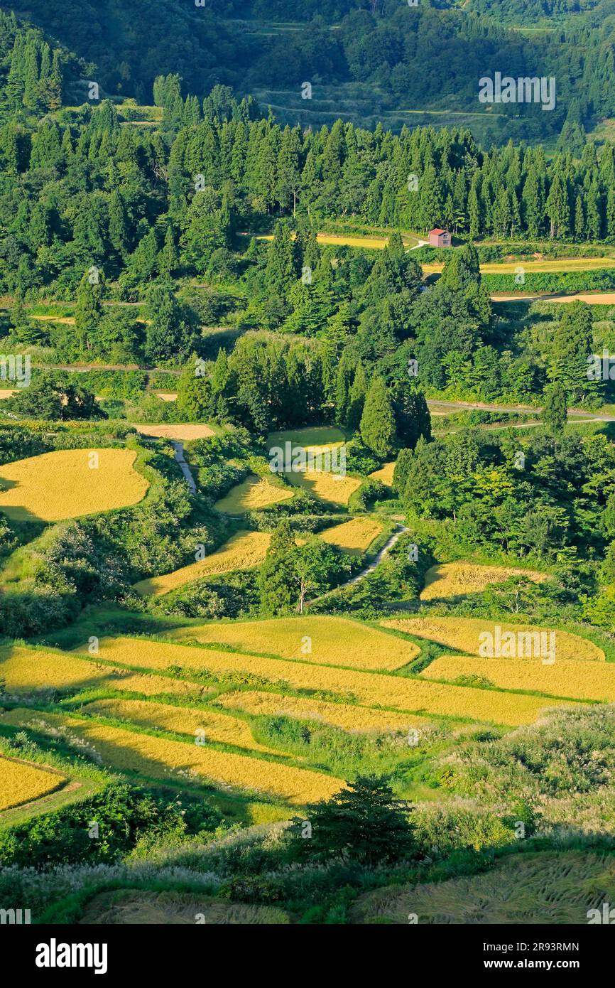 Campi di riso terrazzati a Hoshitoge in autunno Foto Stock