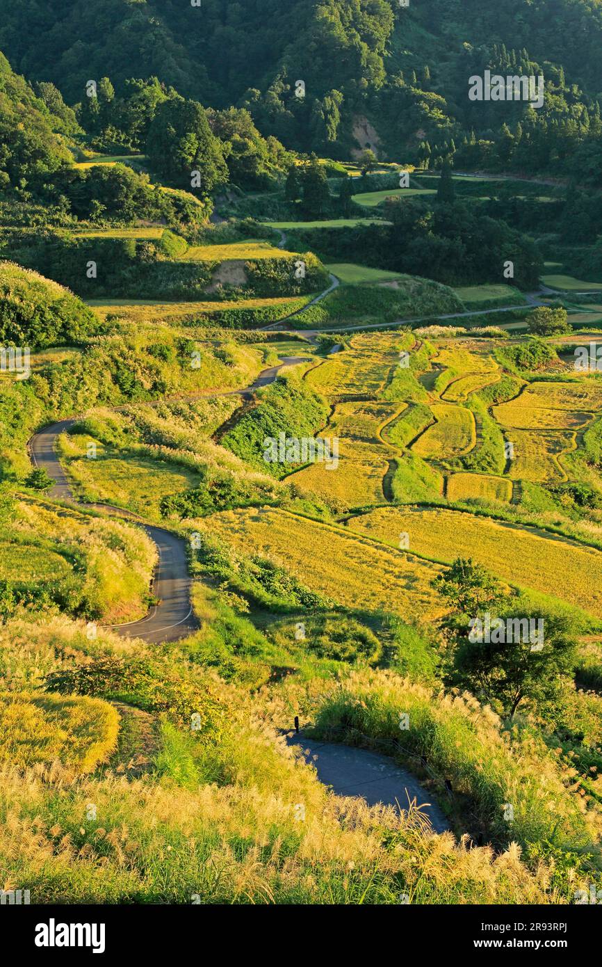 Campi di riso terrazzati a Hoshitoge in autunno Foto Stock