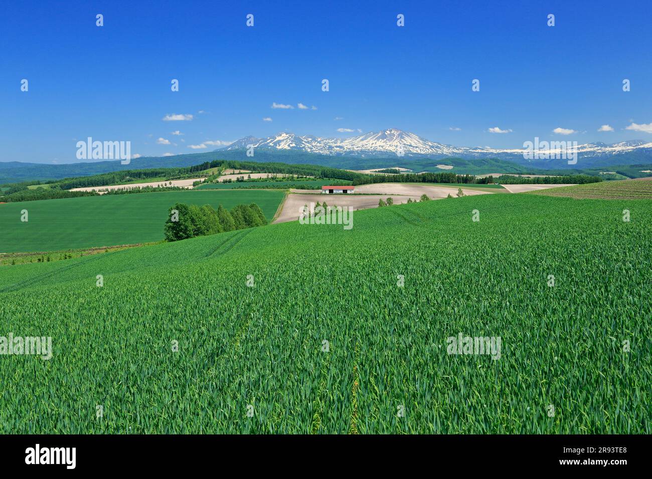 Colline di Taisetsuzan e campi di grano Foto Stock