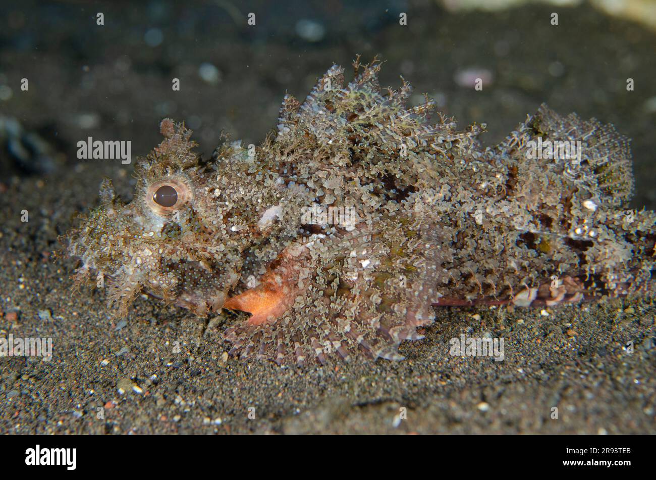 Raggy scorpionfish, Scorpaenopsis venosa, Ghost Bay dive site, Amed, Karangasem Regency, Bali, Indonesia Foto Stock