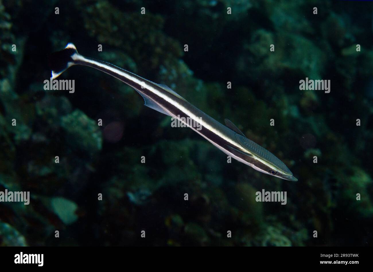 Slimender Suckerfish, Echeneis naucrate, Ghost Bay dive site, Amed, Karangasem Regency, Bali, Indonesia Foto Stock