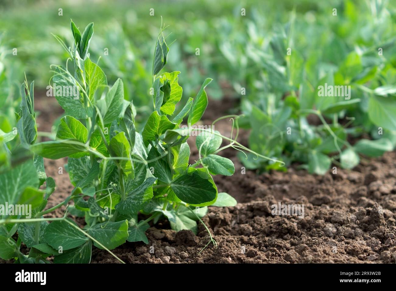 Germogli di piselli verdi dolci giovani che crescono in un terreno in un orto. Primo piano. Concetto di coltivare verdure proprie. Giardinaggio. Foto Stock