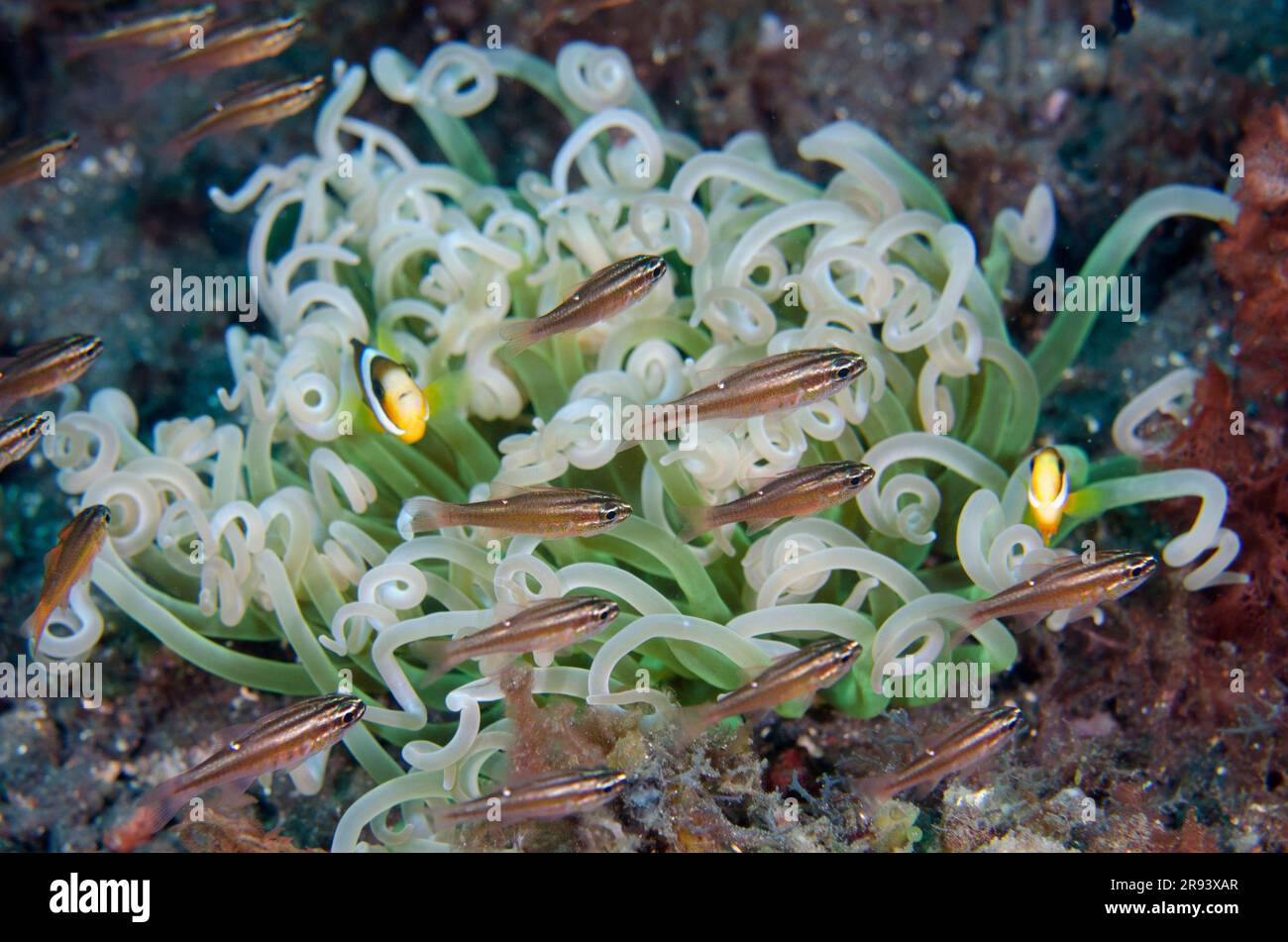 Pesce cardinale molucchino, Ostorhinchus moluccensis, con Anemonefish, Amphiprion sp, in tentacoli di Anemone lungo tentacolare, Heteractis doreensis, Batu Foto Stock