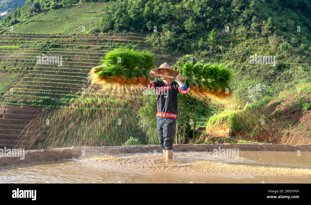 Un giovane di etnia H'Mong che porta alberelli di riso al gelsomino da coltivare nelle risaie di Mu Cang Chai, provincia di Yen Bai, Vietnam. Foto Stock