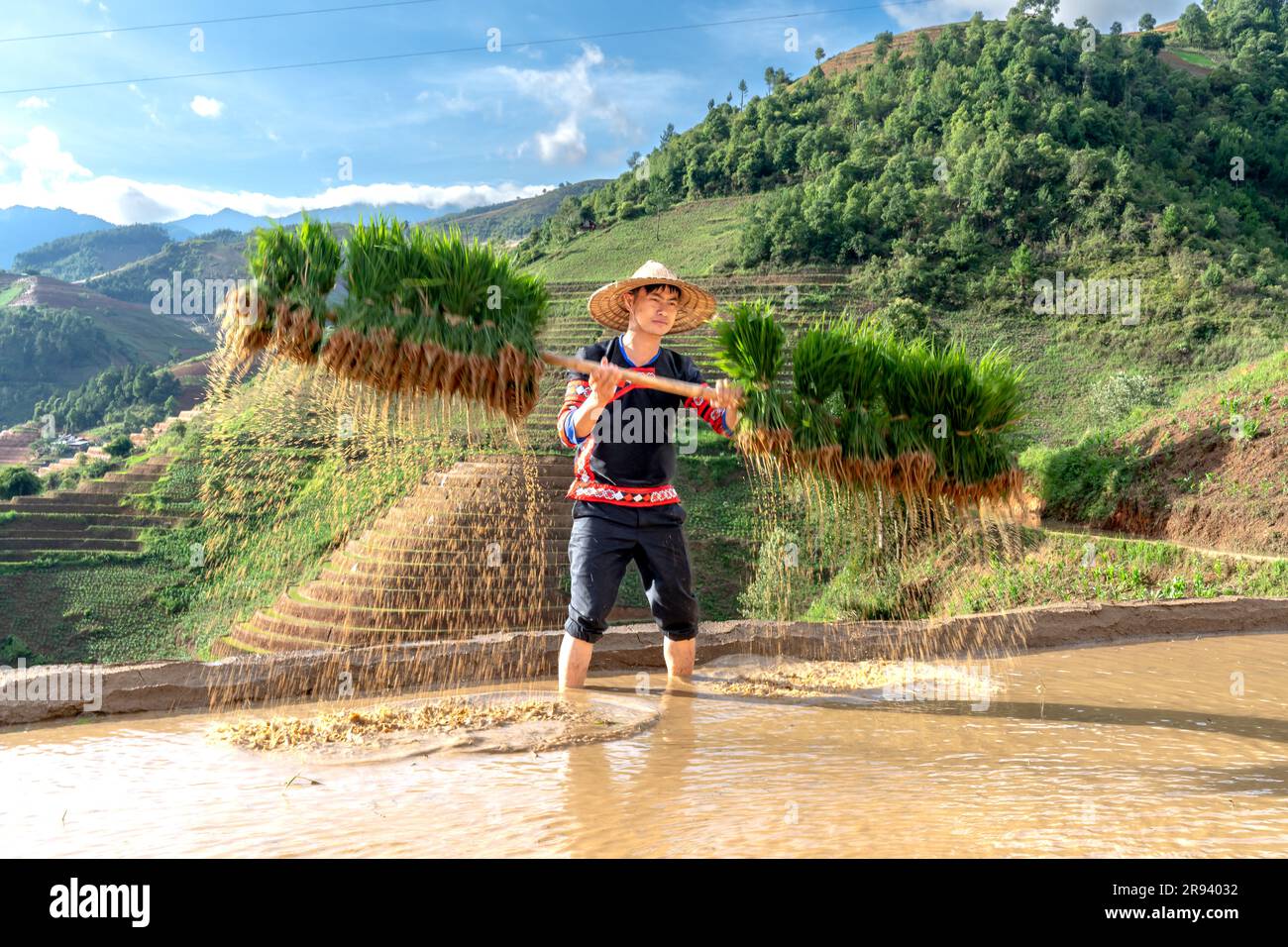 Un giovane di etnia H'Mong che porta alberelli di riso al gelsomino da coltivare nelle risaie di Mu Cang Chai, provincia di Yen Bai, Vietnam. Foto Stock