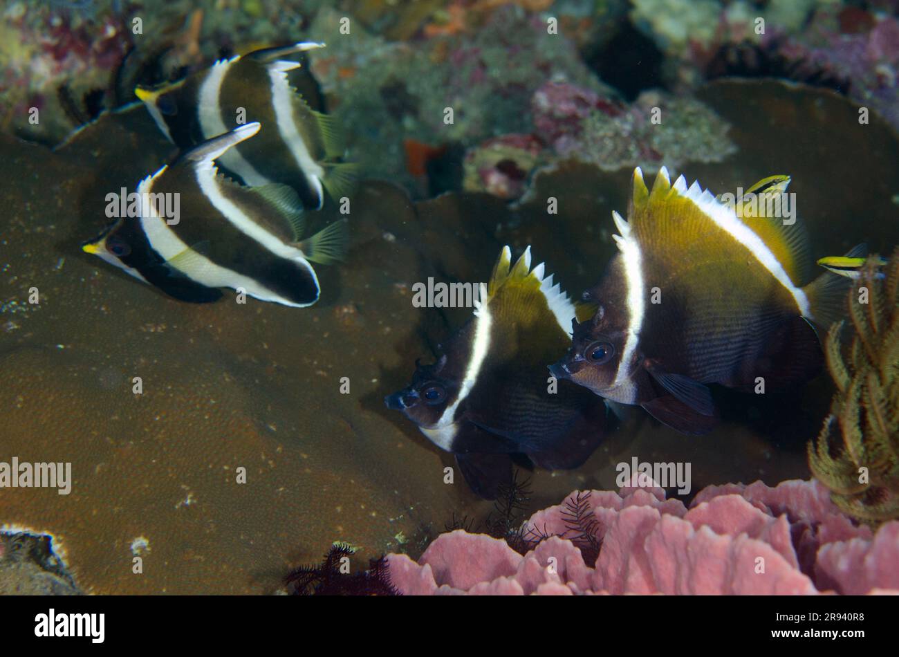 Humphead Bannerfish, Heniochus varius, con Pennant Bannerfish, Heniochus chrysostomus, Gili Tepekong dive site, Candidasa, Bali, Indonesia Foto Stock