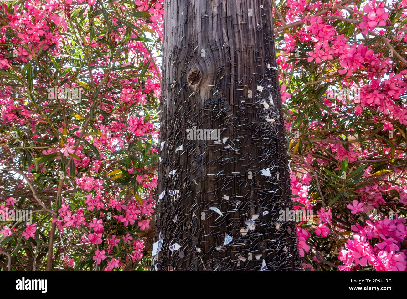 Punti metallici rimanenti su un palo dopo aver rimosso gli avvisi su un arbusto rosa brillante Foto Stock