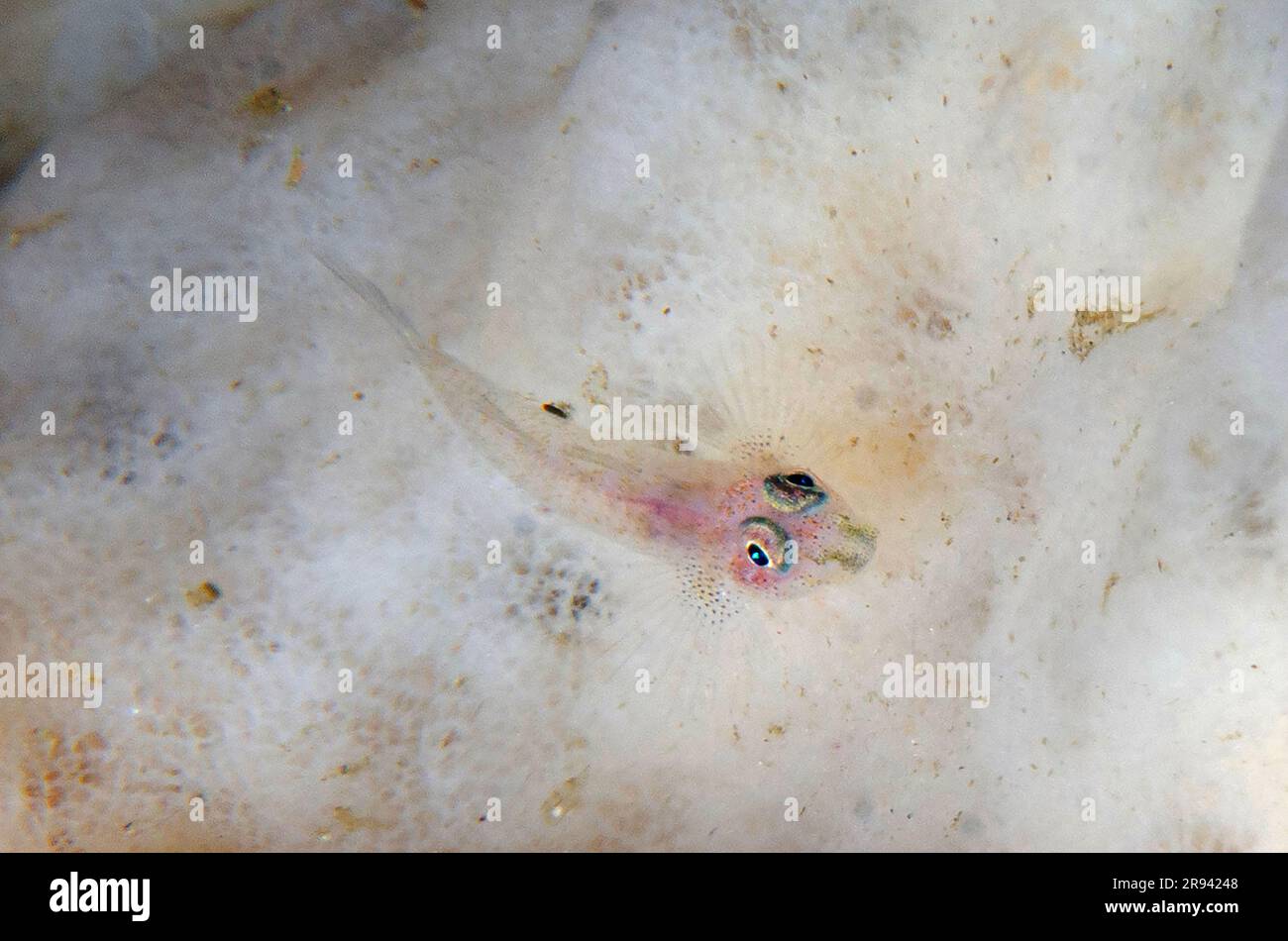Ghostgoby, Pleurosicya sp, trasparente su spugna, Porifera Phylum, sito di immersione Gili Tepekong Canyon, Candidasa, Bali, Indonesia Foto Stock
