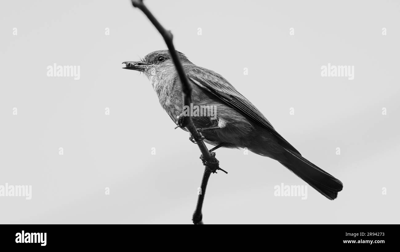 Un'inquadratura in scala di grigi con angolo basso di un uccello flycatcher arroccato su un ramo Foto Stock