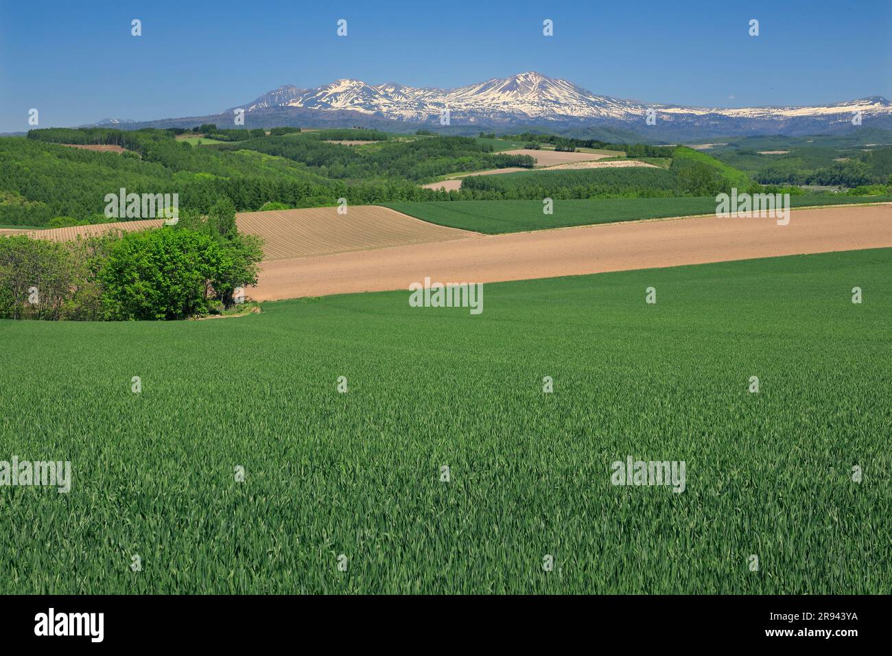 Colline di Taisetsuzan e campi di grano Foto Stock