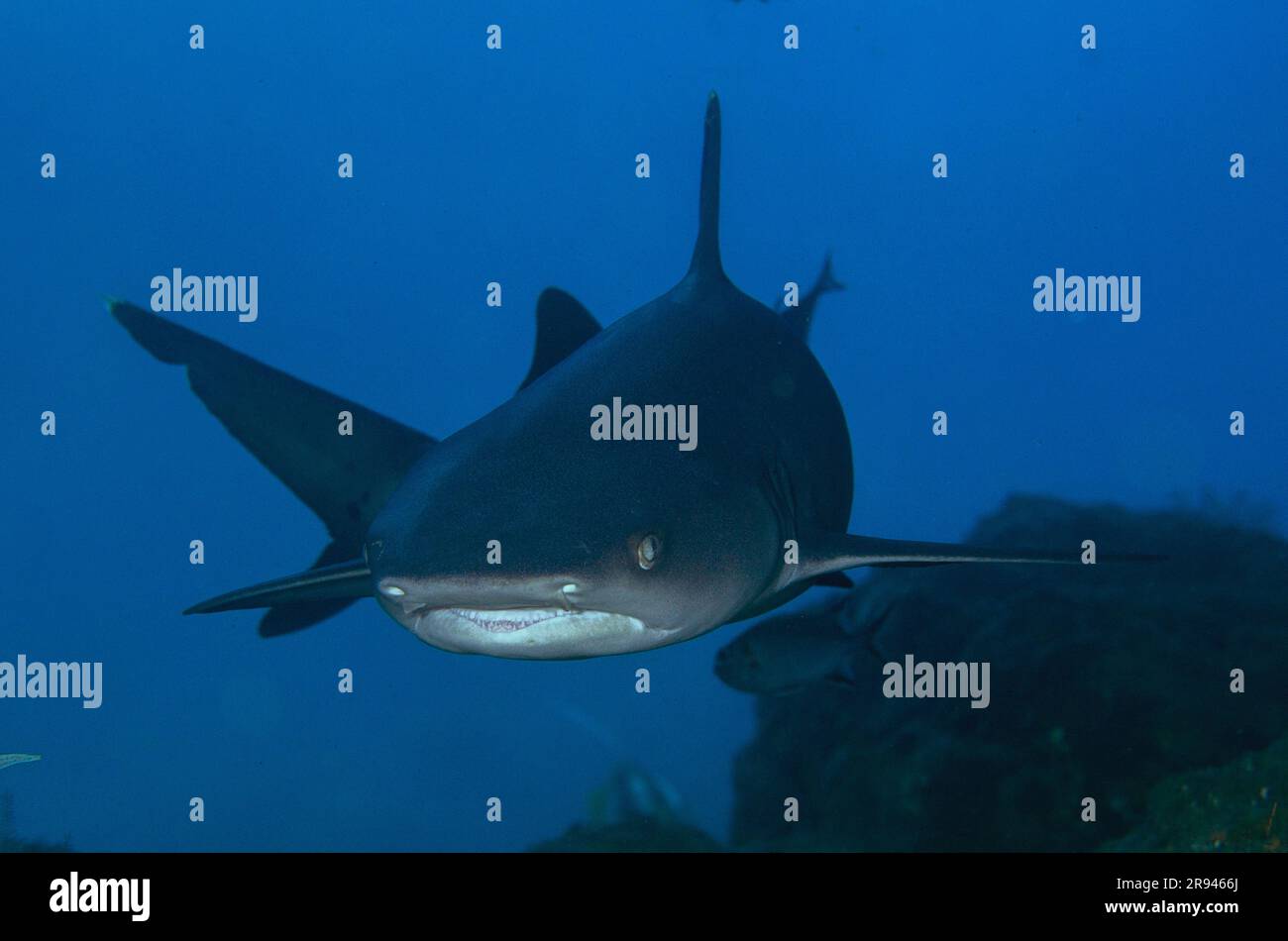 White Reef Shark, Triaenodon obesus, classificato come vulnerabile nella lista rossa IUCN, in grotta, sito di immersione Biaha, Candidasa, Bali, Indonesia Foto Stock