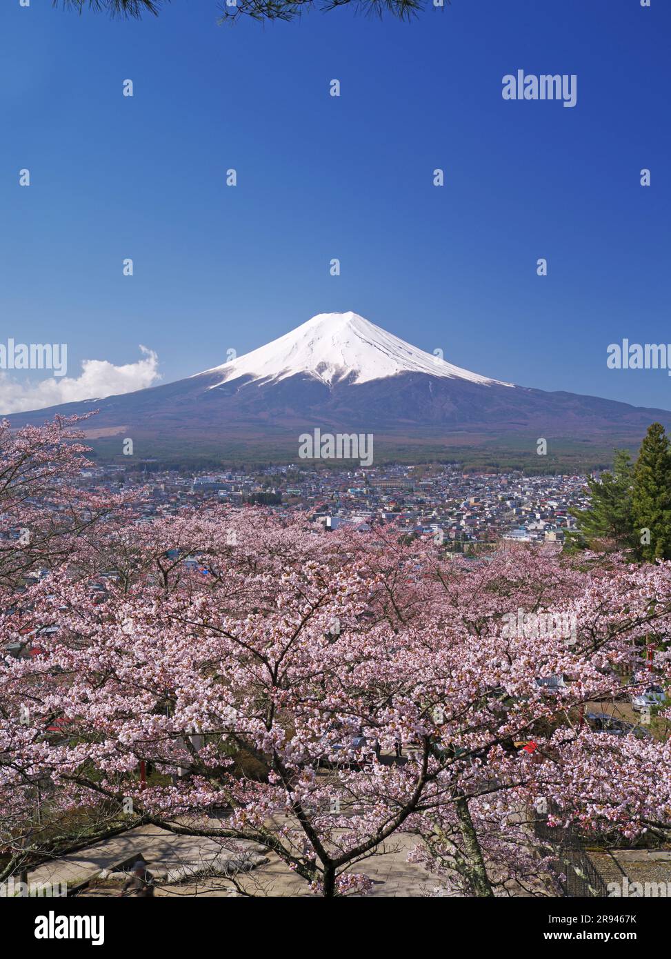 Fiori di ciliegio nel Parco Niikurayama Sengen e sul Monte Foto Stock