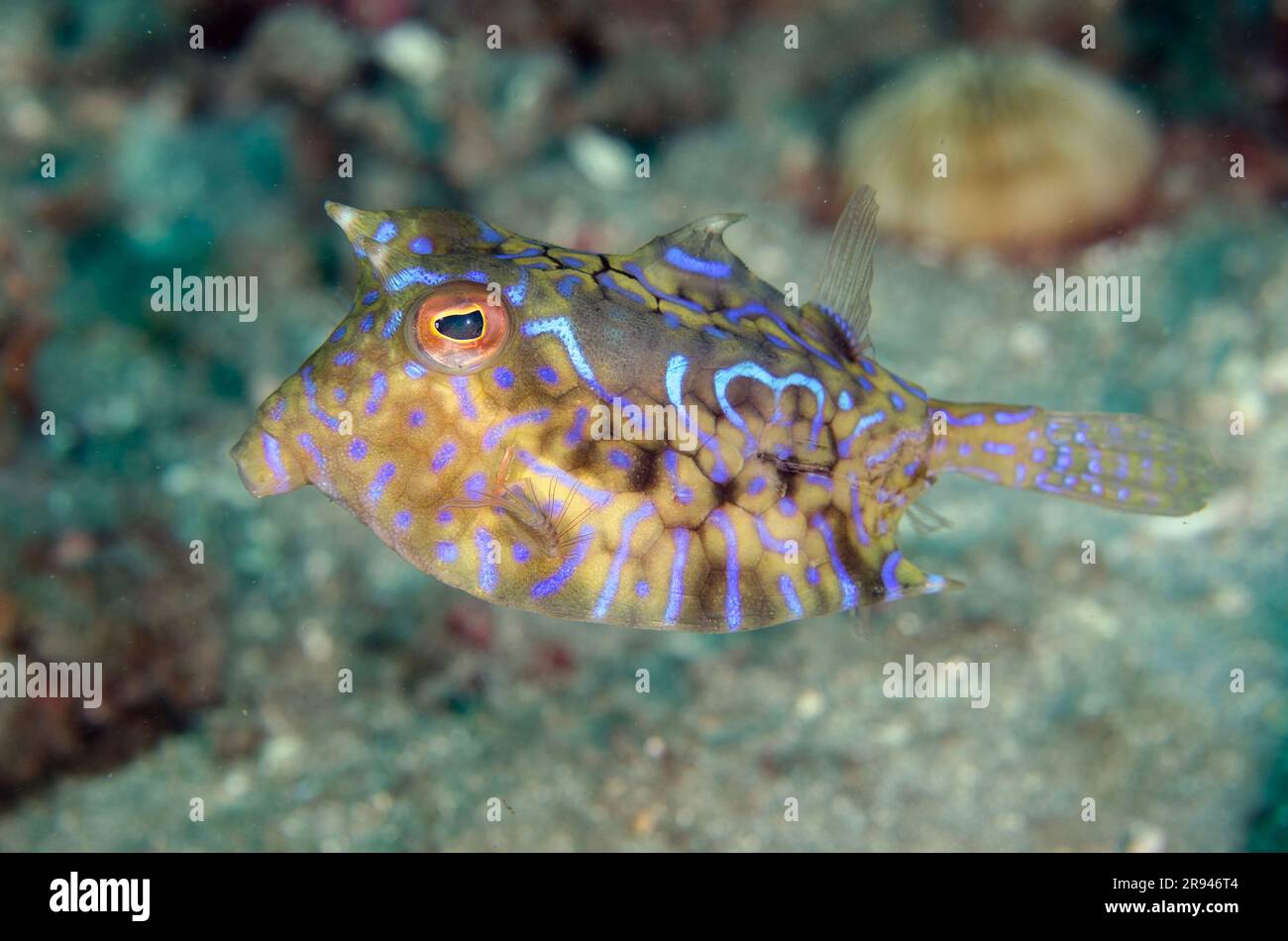 Thornback Cowfish, Lactoria fornasini, Jepun Wreck Diving Site, Candidasa, Bali, Indonesia Foto Stock