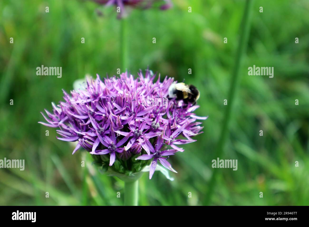 Un luminoso fiore viola Allium Sensation con un bumblebee in una giornata estiva Foto Stock