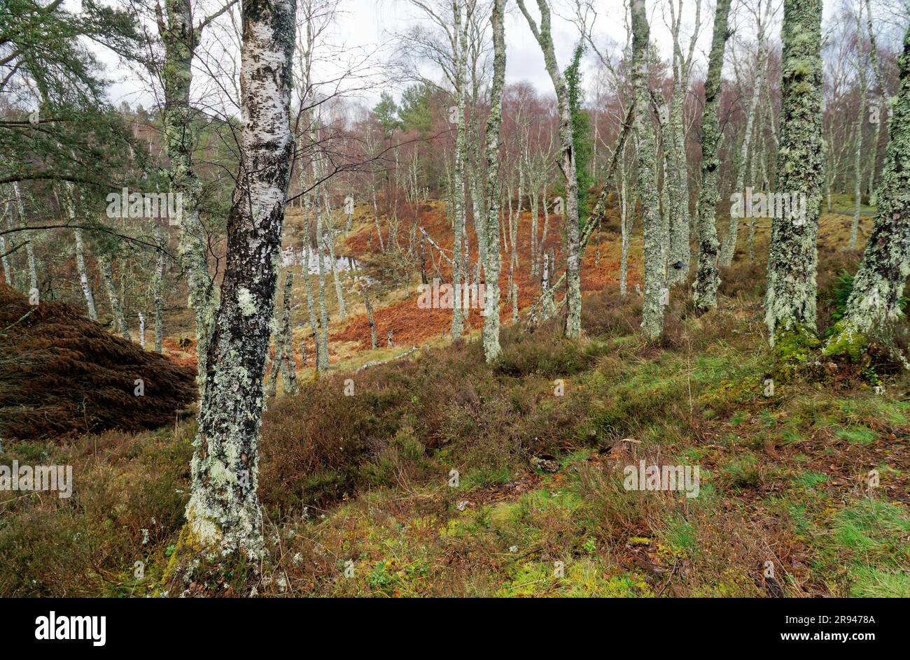 Alberi di betulla boschiva autoctona a Muir di Dinnet. Estremità nord-est del Loch Kinord nella regione di Grampian, Scozia Foto Stock