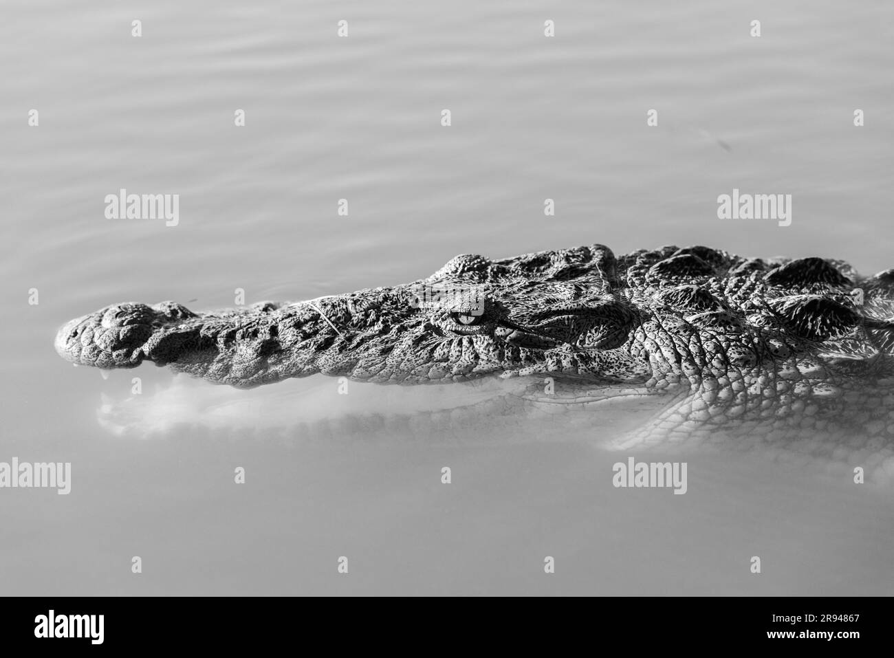 Uno scatto in scala di grigi di dettagli su un coccodrillo che nuota nella Riviera Maya Foto Stock