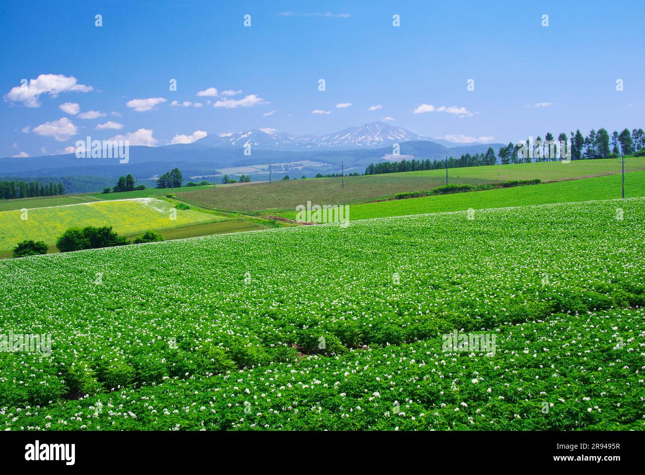 Fiori di patate e Taisetsu Zan Foto Stock