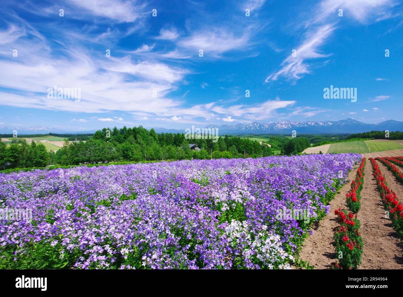 Collina di Shikisainooka e catena montuosa di Tokachidakerenpo Foto Stock