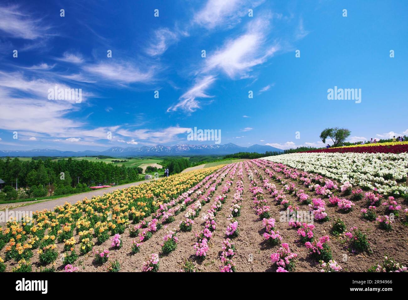 Collina di Shikisainooka e catena montuosa di Tokachidakerenpo Foto Stock