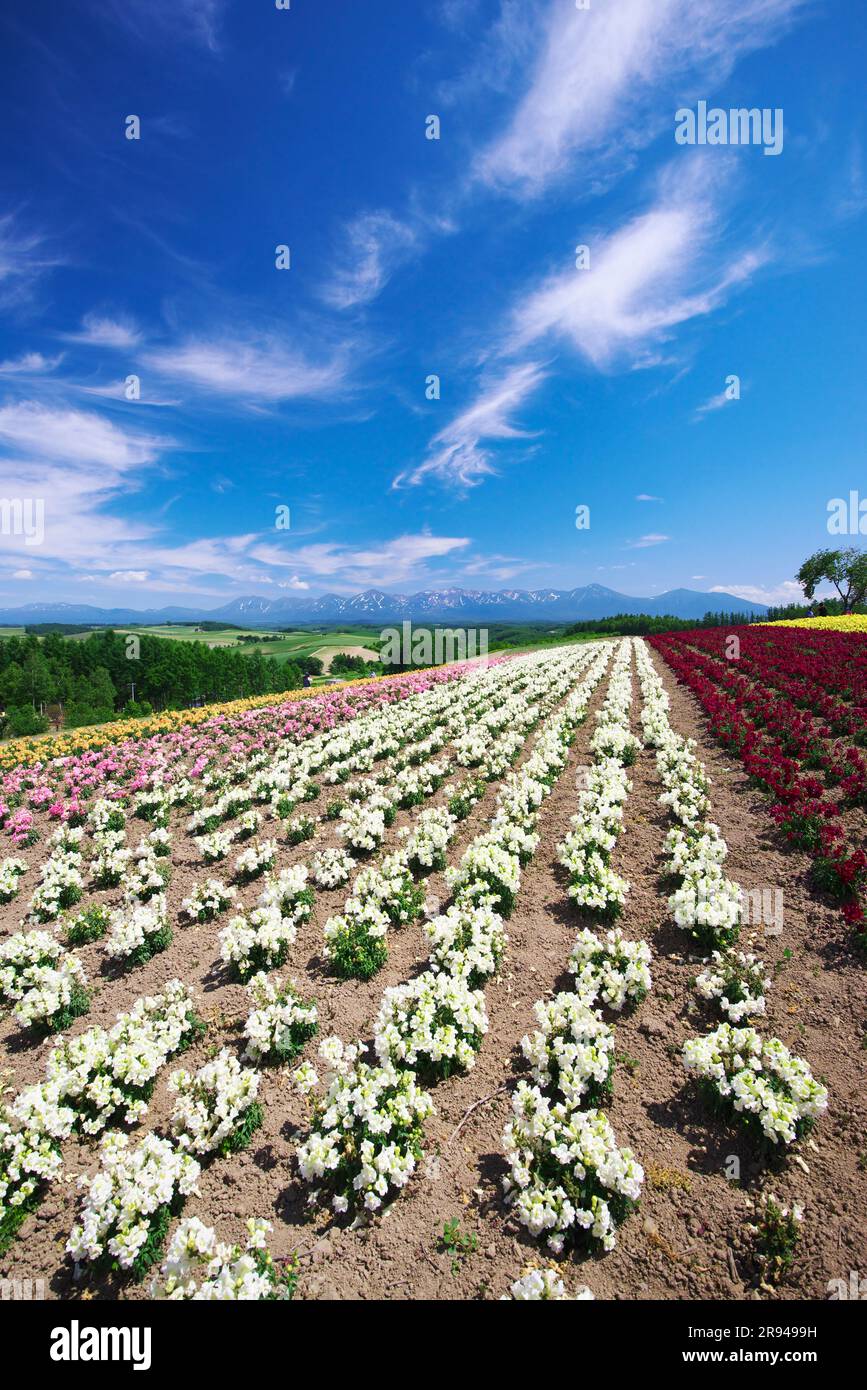 Collina di Shikisainooka e catena montuosa di Tokachidakerenpo Foto Stock