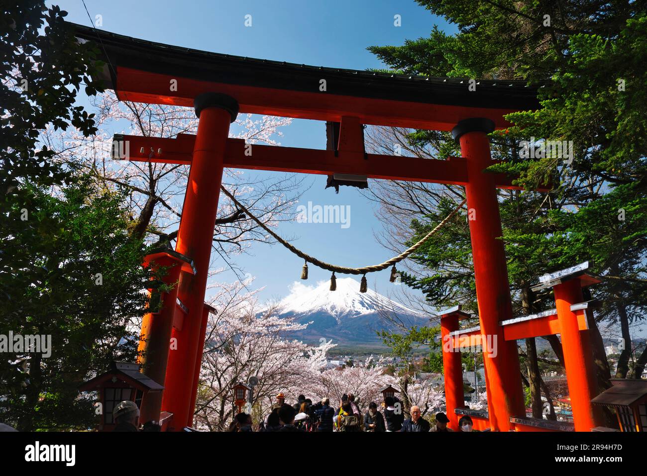 Fiori di ciliegio nel Parco Niikurayama Sengen e sul Monte Foto Stock