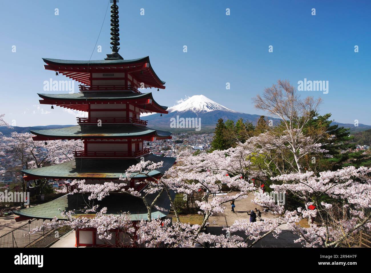 Fiori di ciliegio nel Parco Niikurayama Sengen e sul Monte Foto Stock