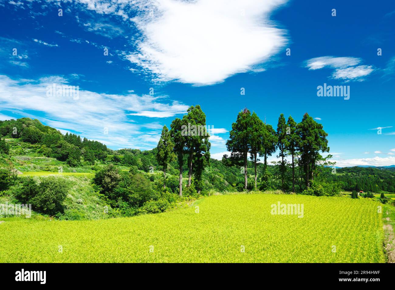 Terrazze di riso di Hoshitoge Foto Stock