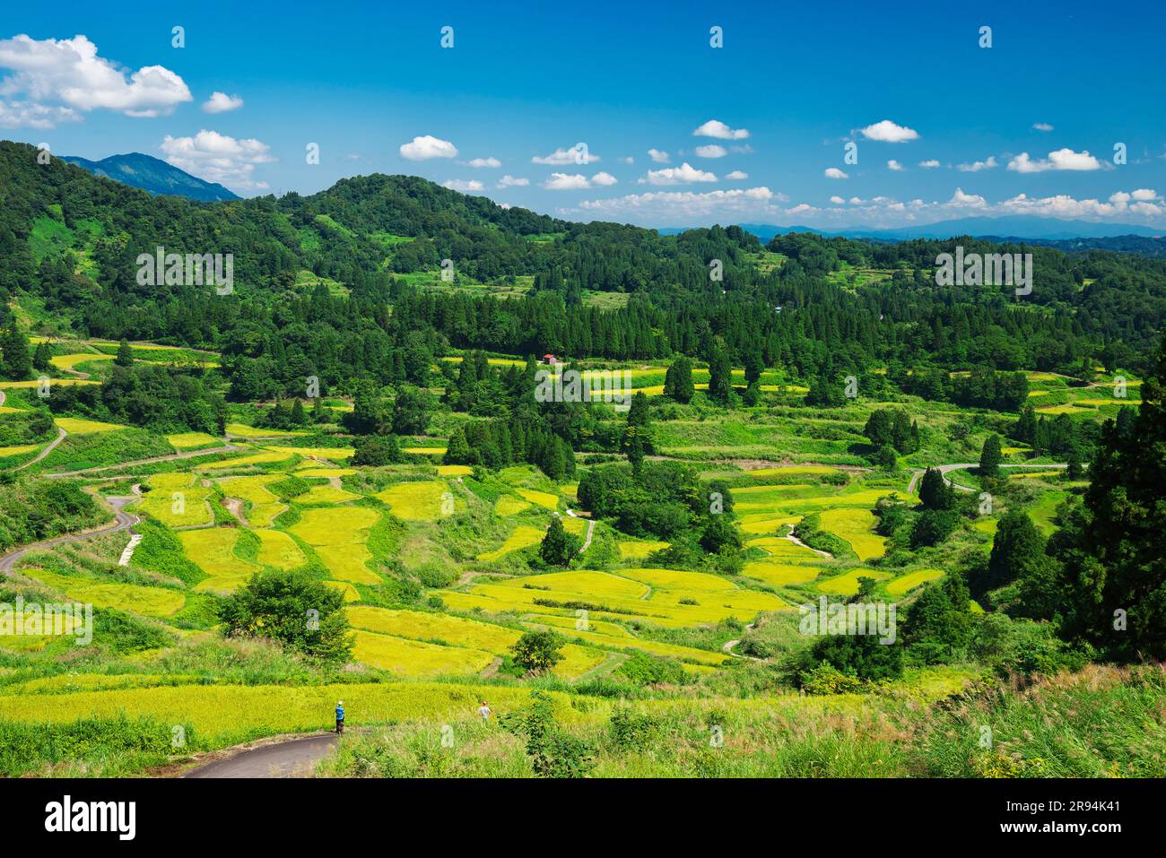 Terrazze di riso di Hoshitoge Foto Stock