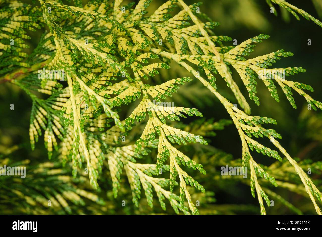 Thuja plicata Irish Gold, cedro rosso occidentale Irish Gold, conifera sempreverde, fogliame verde che cade con contrassegni gialli Foto Stock