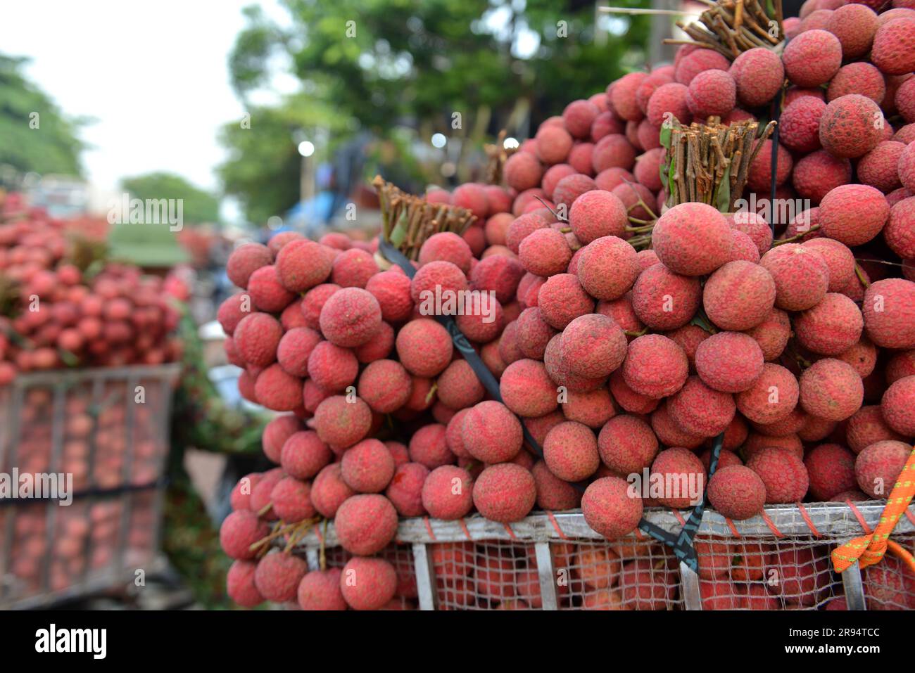 Alberi di litchi e stagione del raccolto di litchi nella provincia di Bac Giang, Vietnam. 열대 과일, トロピカルフルーツ, 热带水果, tropische Früchte, गर्म फल Foto Stock