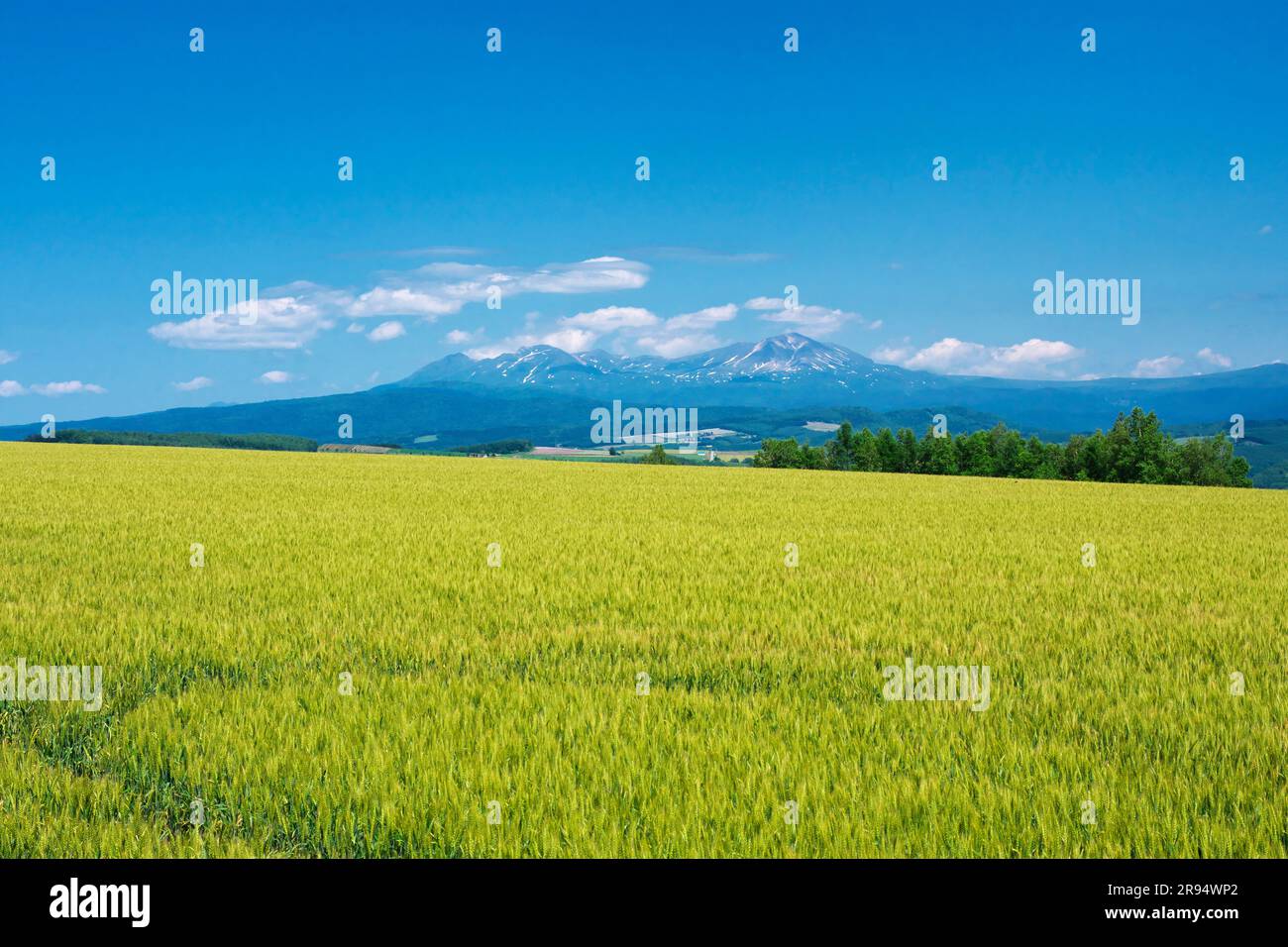 MT. Daisetsuzan e campo di grano Foto Stock