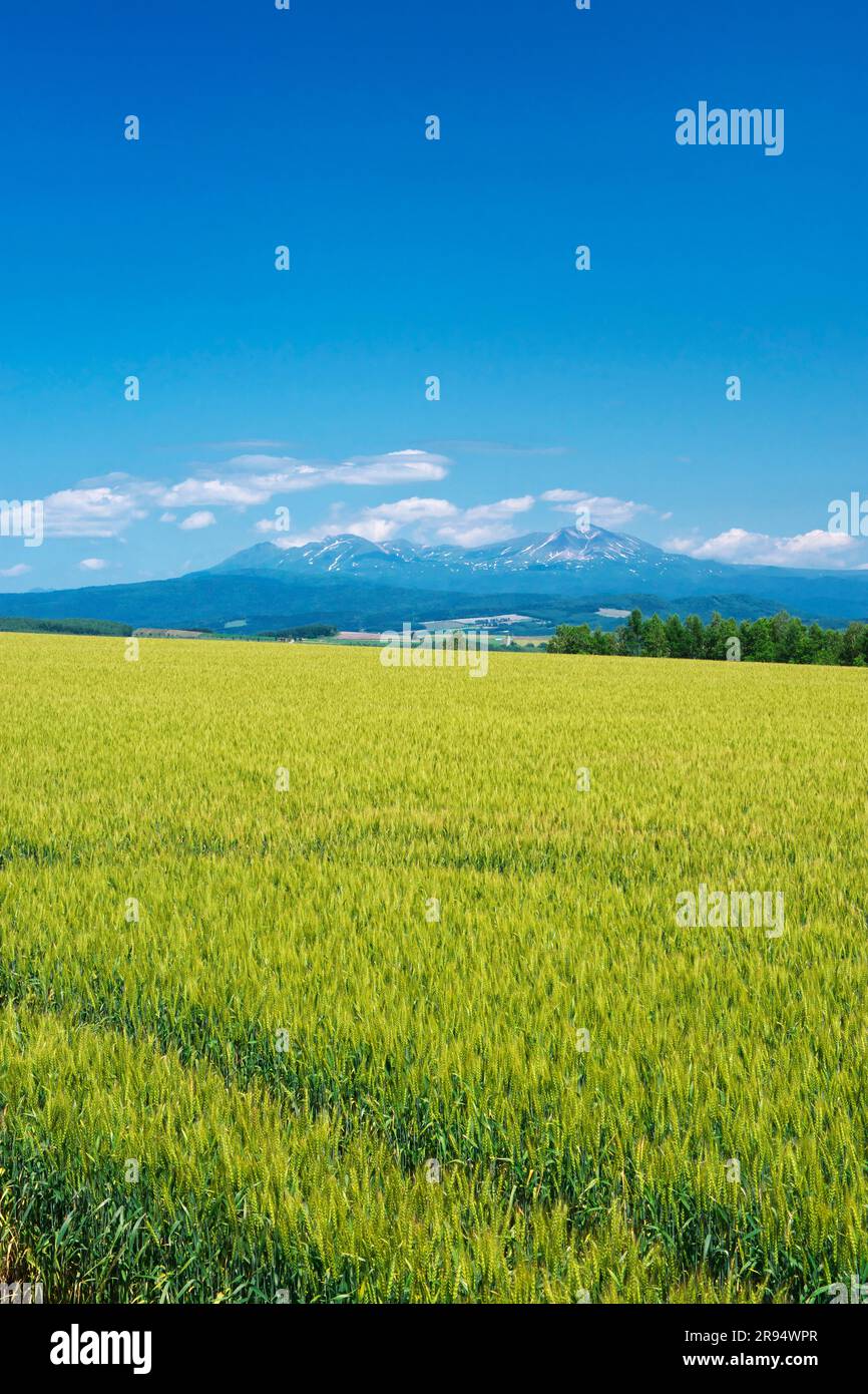 MT. Daisetsuzan e campo di grano Foto Stock