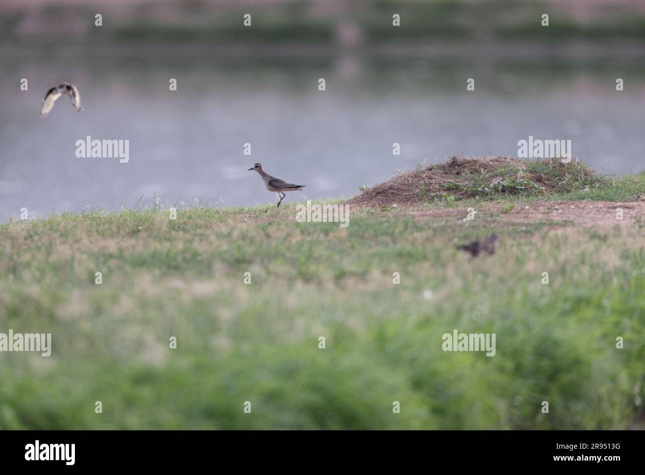 American Golden Plover (Pluvialis dominica) in Giamaica Foto Stock