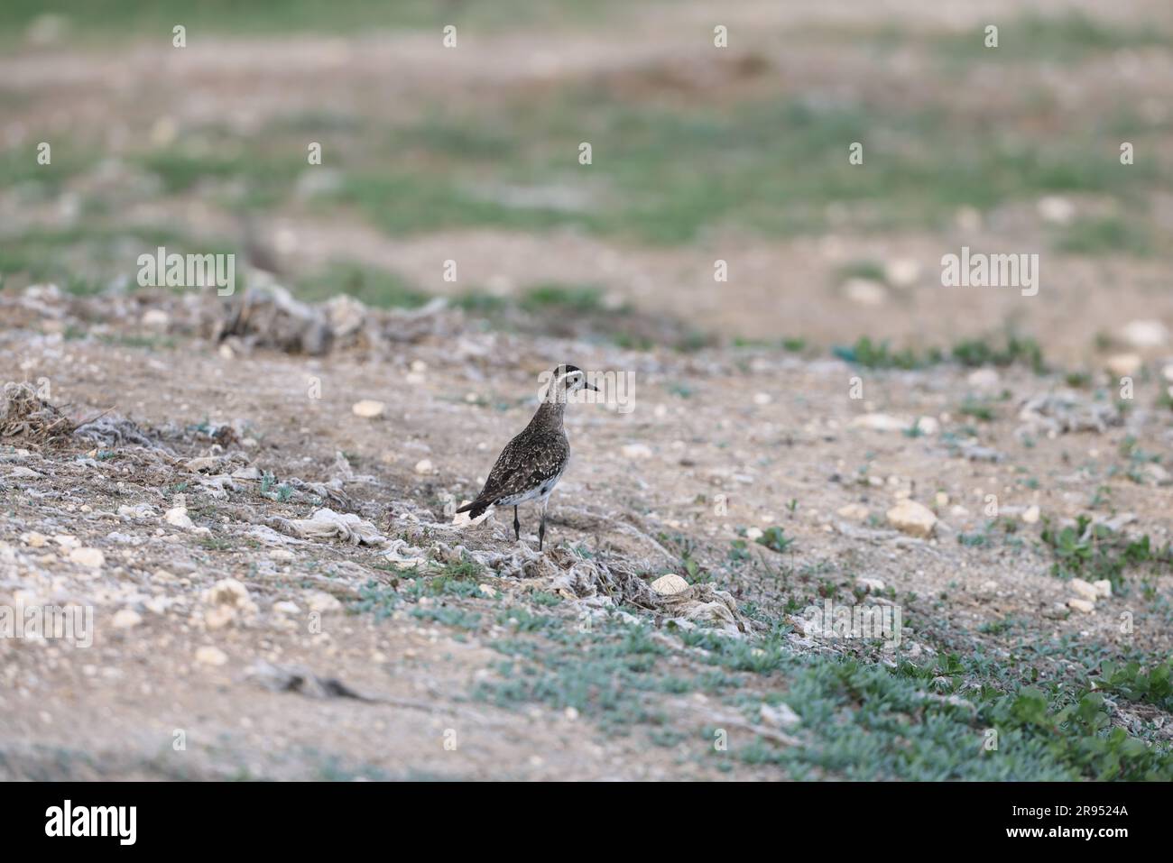 American Golden Plover (Pluvialis dominica) in Giamaica Foto Stock