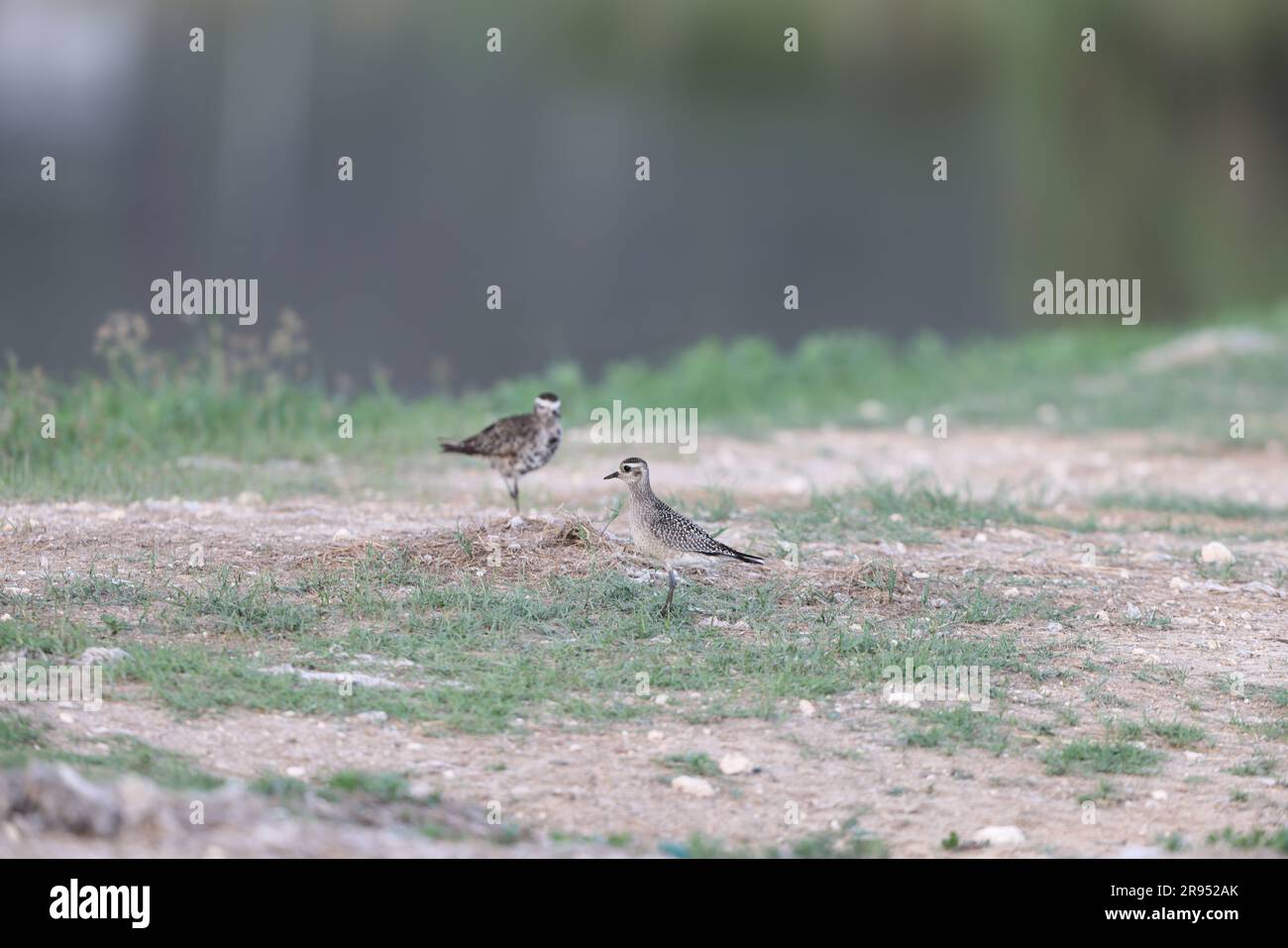 American Golden Plover (Pluvialis dominica) in Giamaica Foto Stock