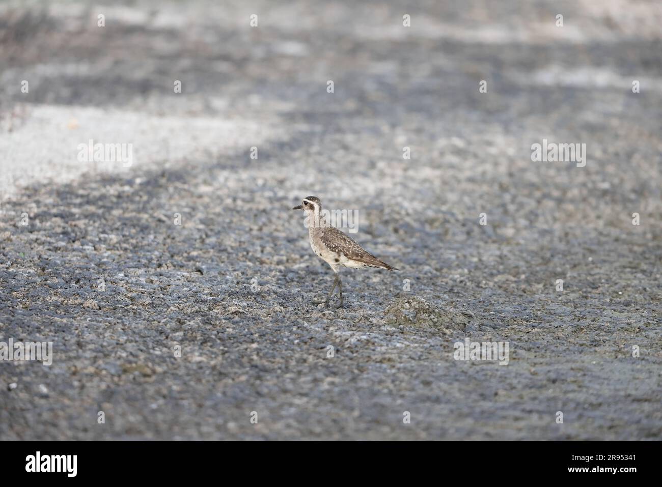 American Golden Plover (Pluvialis dominica) in Giamaica Foto Stock