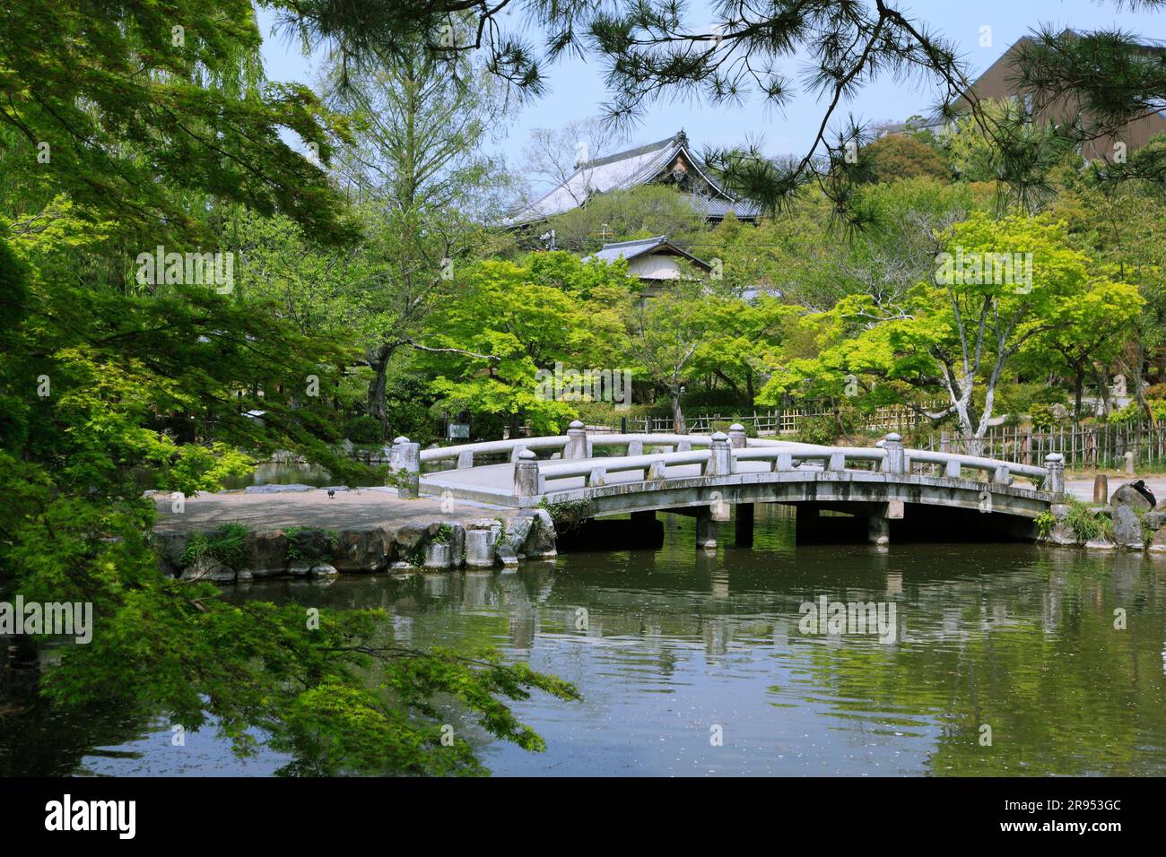 Vegetazione fresca al Parco Maruyama Foto Stock