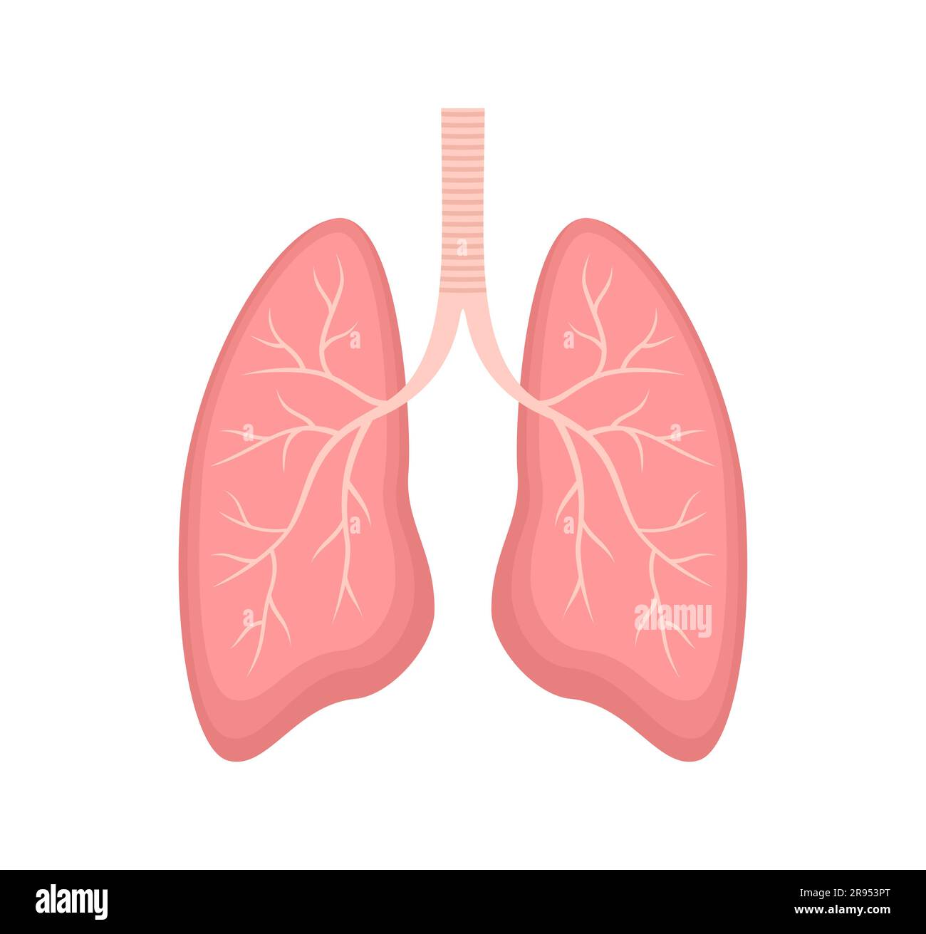 Polmoni umani isolati su sfondo bianco. Illustrazione del vettore piatto Illustrazione Vettoriale