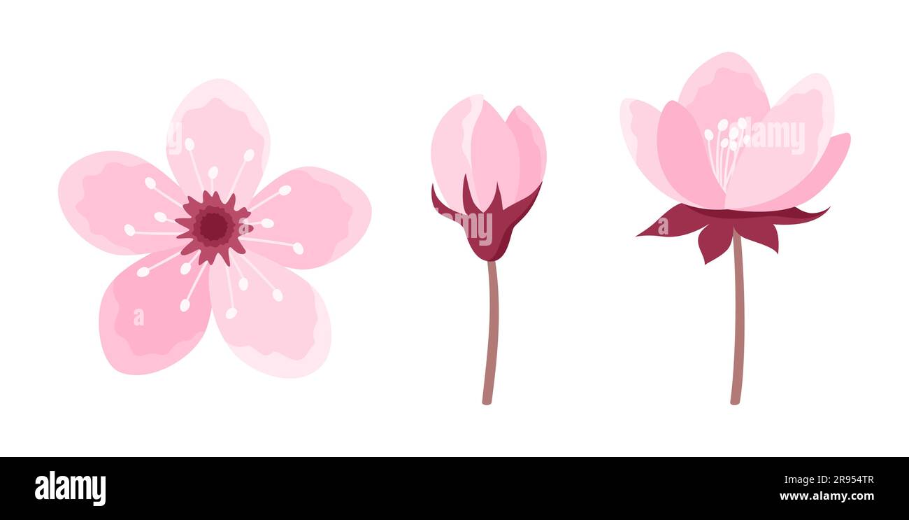 Set di fiori di ciliegio rosa isolati su sfondo bianco. Elementi di design Sakura Blossom. Illustrazione vettoriale in stile piatto Illustrazione Vettoriale