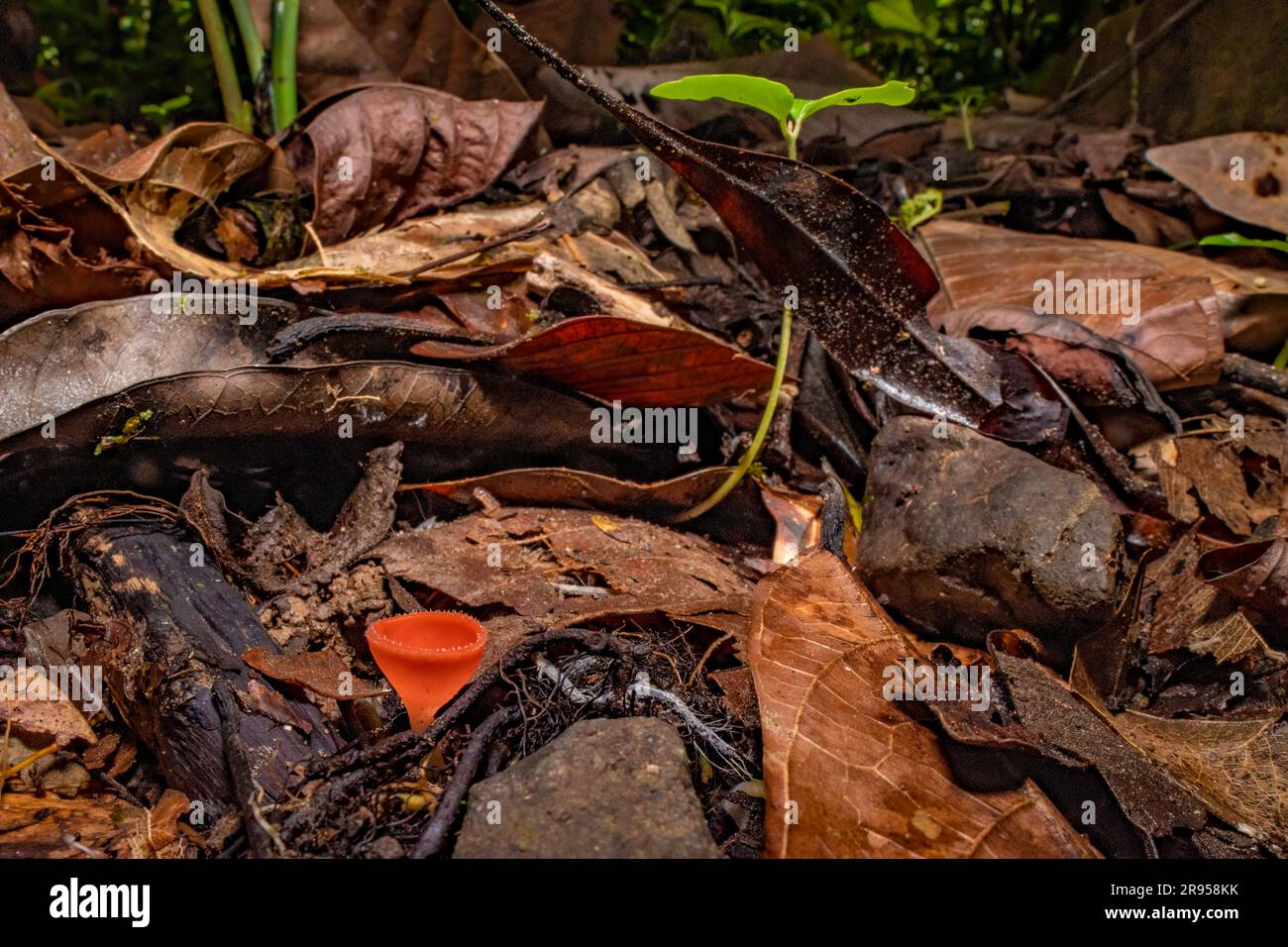 Decomposizione al fondo della foresta pluviale della penisola di osa (Costa Rica) con foglie in decomposizione, un singolo fungo (Cookenia sp.) e nuovi germogli di alberi emergenti Foto Stock