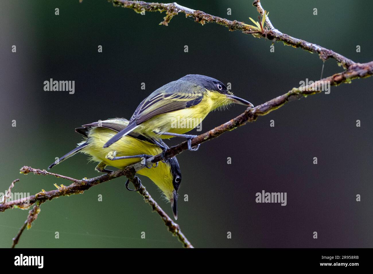 Coppia di tody-flycatcher (Todirostrum cinereum) dal Parco Nazionale Piedras Blancas, Costa Rica. Foto Stock