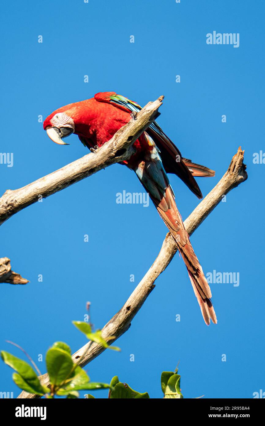 Pappagallo rosso scarlatto di Macaw a Pantanal, Brasile Foto Stock